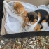 Acil yuva aranıyor fotoğraf