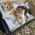 Acil yuva aranıyor fotoğraf