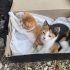 Acil yuva aranıyor fotoğraf