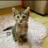 Acil yuva aranıyor fotoğraf