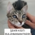 GÖRME ENGELLİ YAVRU KEDİYE ÇOK ACİL YUVA ARANIYOR ŞEHİR KISITI YOKTUR fotoğraf