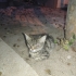 GÖRME ENGELLİ YAVRU KEDİYE ÇOK ACİL YUVA ARANIYOR ŞEHİR KISITI YOKTUR fotoğraf