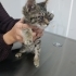 GÖRME ENGELLİ YAVRU KEDİYE ÇOK ACİL YUVA ARANIYOR ŞEHİR KISITI YOKTUR fotoğraf