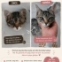 GÖRME ENGELLİ YAVRU KEDİYE ÇOK ACİL YUVA ARANIYOR ŞEHİR KISITI YOKTUR fotoğraf