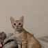1.5 aylık prense yuva fotoğraf
