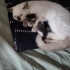 İki adet british cins kedi kardeş oldukları için aynı yere sahiplendirilecek fotoğraf