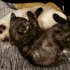 İki adet british cins kedi kardeş oldukları için aynı yere sahiplendirilecek fotoğraf