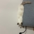 İki adet british cins kedi kardeş oldukları için aynı yere sahiplendirilecek fotoğraf