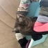 İki adet british cins kedi kardeş oldukları için aynı yere sahiplendirilecek fotoğraf