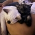 İki adet british cins kedi kardeş oldukları için aynı yere sahiplendirilecek fotoğraf