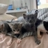 Bıdıklara yuva aranıyor fotoğraf