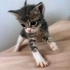 Bıdıklara yuva aranıyor fotoğraf
