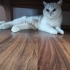 Geçici evinden mia icin yuva fotoğraf