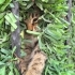 Annesiz yavru kedi yuva arıyor! Kış gelmeden bir yer bulamazsak ölecek! fotoğraf