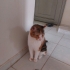 Cana yakın, sıfır agresiflik fotoğraf