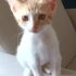 Minik aslan yuva arıyor fotoğraf