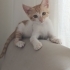 Minik hanım yuva arıyor fotoğraf