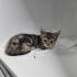 İZMİR 1.5 AYLİK TİGER TABY ANNESİZ. VETERİNER KORUMASINDA. ÜCRETSİZ SAHİPLENDRME fotoğraf