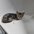 İZMİR 1.5 AYLİK TİGER TABY ANNESİZ. VETERİNER KORUMASINDA. ÜCRETSİZ SAHİPLENDRME fotoğraf