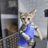 İZMİR 1.5 AYLİK TİGER TABY ANNESİZ. VETERİNER KORUMASINDA. ÜCRETSİZ SAHİPLENDRME fotoğraf