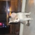 4 adet Yenidoğan yavru kedi kalıcı yuva aranıyor fotoğraf