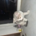 4 adet Yenidoğan yavru kedi kalıcı yuva aranıyor fotoğraf