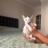 Minik kıza yuva arıyorum fotoğraf