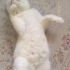 Sevgi Dolu, Uysal ve Çok Tatlı Bir Kedi fotoğraf