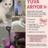 Sevgi Dolu, Uysal ve Çok Tatlı Bir Kedi fotoğraf