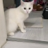 Sevgi Dolu, Uysal ve Çok Tatlı Bir Kedi fotoğraf