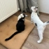 Birbirinden güzel ve özel 3 yavru fotoğraf