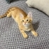 Acil yuva aranıyor fotoğraf