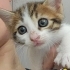 Acil yuva aranıyor fotoğraf