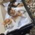 Acil yuva aranıyor fotoğraf