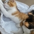 Acil yuva aranıyor fotoğraf