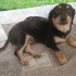Border Collie kırması oğlana aile olur musunuz? fotoğraf