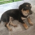 Border Collie kırması oğlana aile olur musunuz? fotoğraf