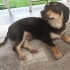 Border Collie kırması oğlana aile olur musunuz? fotoğraf