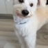 Tarçın yuva arıyor ücretsiz fotoğraf