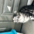 Scottish fold anne ve yavrular fotoğraf