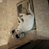 İnsanlara Çok Alışkın, Yuva Arayan Tatlı Bir Kedi fotoğraf