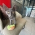 ÇİTOS, oyuncu ve temas seviyor. Ömürlük ailesi olur musunuz? fotoğraf