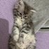Ragdoll Kırması Yavru Leo ve Scottish Fold Shrek – Ömürlük Yuvasını Arıyor 🐾 fotoğraf