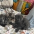 Ragdoll Kırması Yavru Leo ve Scottish Fold Shrek – Ömürlük Yuvasını Arıyor 🐾 fotoğraf
