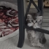 Ragdoll Kırması Yavru Leo ve Scottish Fold Shrek – Ömürlük Yuvasını Arıyor 🐾 fotoğraf