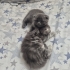 Ragdoll Kırması Yavru Leo ve Scottish Fold Shrek – Ömürlük Yuvasını Arıyor 🐾 fotoğraf