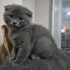 Ragdoll Kırması Yavru Leo ve Scottish Fold Shrek – Ömürlük Yuvasını Arıyor 🐾 fotoğraf