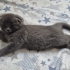 Ragdoll Kırması Yavru Leo ve Scottish Fold Shrek – Ömürlük Yuvasını Arıyor 🐾 fotoğraf