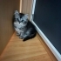 DİŞİ VE ERKEK NORVEÇ ORMAN KEDİSİ YAVRULARI..!! fotoğraf