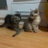 DİŞİ VE ERKEK NORVEÇ ORMAN KEDİSİ YAVRULARI..!! fotoğraf